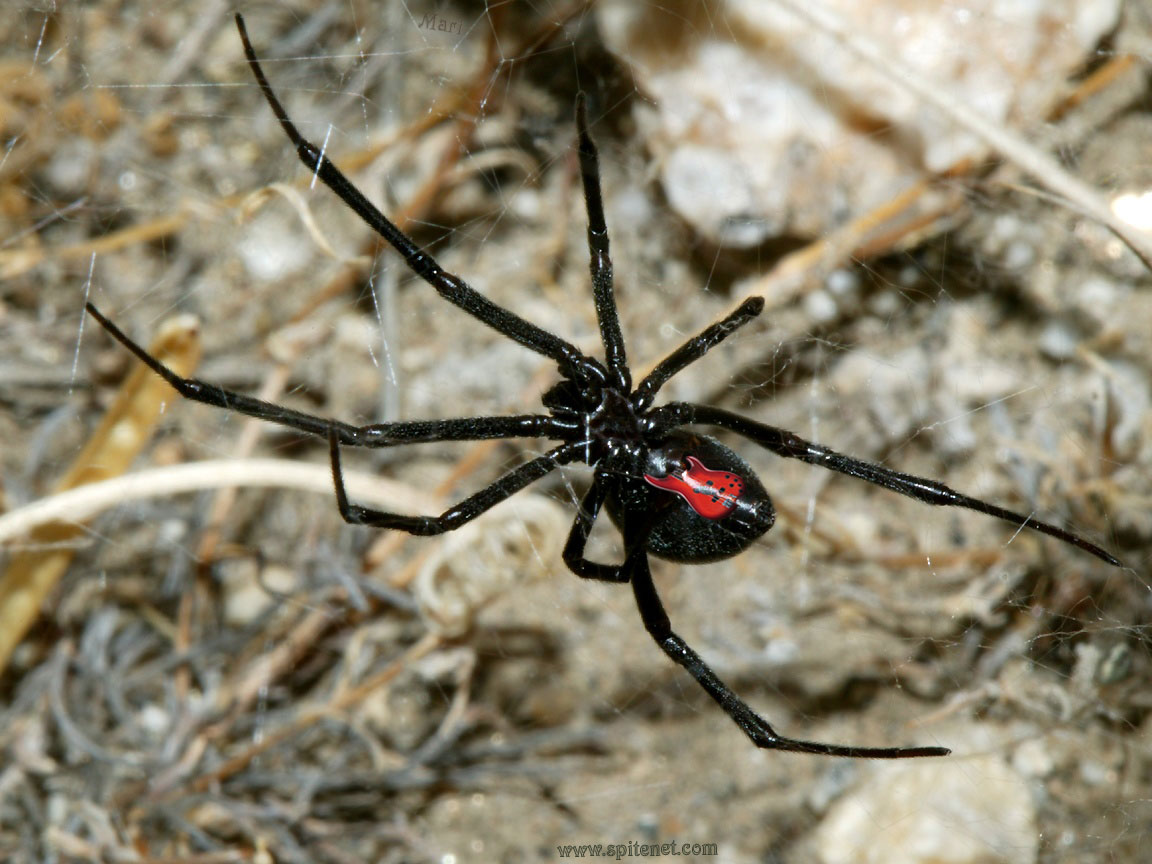 Black Widow