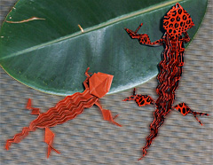 Kawasaki Geckos