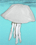 Jellyfish