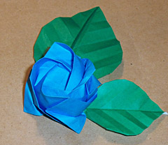 Kawasaki Rose